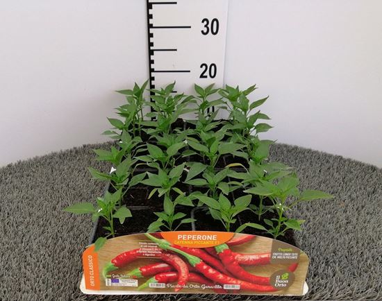 Immagine di PEPERONE PICCANTE CAYENNA F1 PACK 4 PIANTE