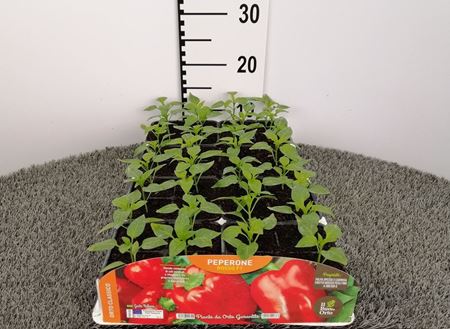 Immagine di PEPERONE ROSSO F1 PACK 4 PIANTE