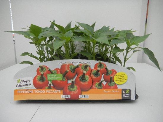 Immagine di PEPERONE TONDO PICCANTE F1 PACK 4 PIANTE
