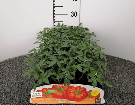 Immagine di POMODORO COSTOLUTO MARMANDE F1 PACK 4 PIANTE