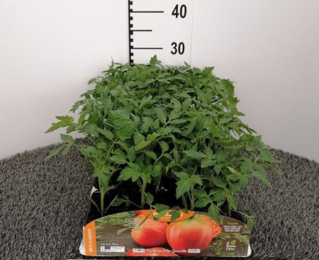 Immagine di POMODORO CUOR DI BUE F1 PACK 4 PIANTE