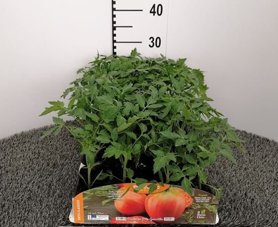 Immagine di POMODORO CUOR DI BUE F1 PACK 4 PIANTE