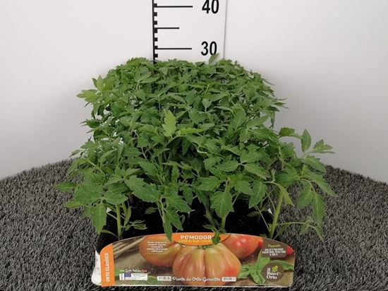 Immagine di POMODORO CUORE LIGURE F1 PACK 4 PIANTE