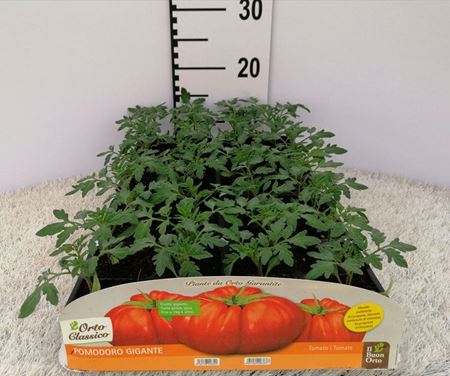 Immagine di POMODORO GIGANTE F1 PACK 4 PIANTE