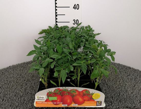 Immagine di POMODORO NANO DA SALSA TONDO PACK 4 PIANTE