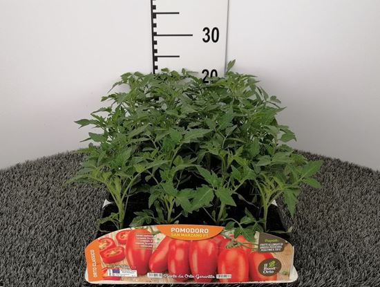 Immagine di POMODORO SAN MARZANO F1 PACK 4 PIANTE