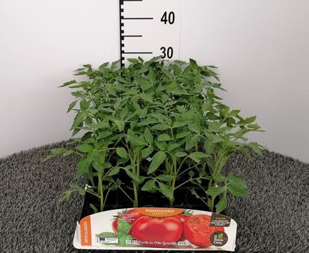 Immagine di POMODORO TONDO F1 PACK 4 PIANTE