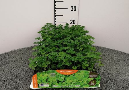 Immagine di PREZZEMOLO COMUNE PACK 6 PIANTE