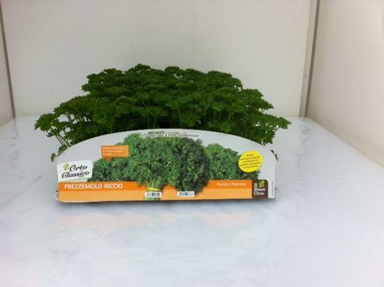 Immagine di PREZZEMOLO RICCIO PACK 6 PIANTE