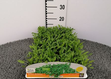 Immagine di RUCOLA SELVATICA PACK 9 PIANTE