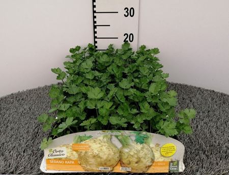 Immagine di SEDANO RAPA F1 PACK 6 PIANTE