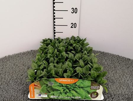 Immagine di SPINACIO F1 PACK 9 PIANTE