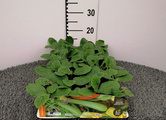Immagine di ZUCCHINO CHIARO F1 PACK 4 PIANTE