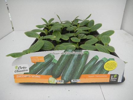 Immagine di ZUCCHINO SCURO F1 PACK 4 PIANTE