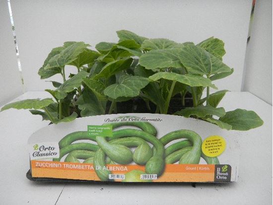 Immagine di ZUCCHINO TROMBA DI ALBENGA PACK 4  PIANTE
