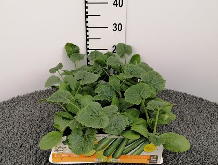 Immagine di ZUCCHINO VERDE F1 PACK 4 PIANTE