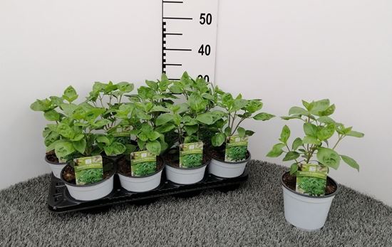 Immagine di BASILICO DI MONTAGNA V.14 CM