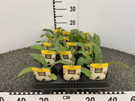 Immagine di CARDO BIANCO V.10 CM