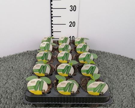 Immagine di CETRIOLO F1 V.10 CM