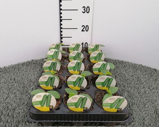 Immagine di CETRIOLO F1 V.10 CM