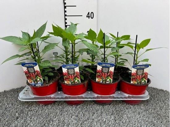 Immagine di PEPERONCINO PICCA. CAYENNA V.14 CM