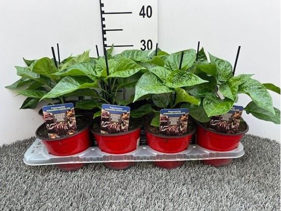 Immagine di PEPERONCINO PICCA. HABANERO CHOCOLATE V.14 CM