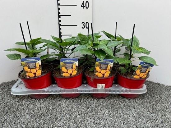 Immagine di PEPERONCINO PICCA. HABANERO ORANGE V.14 CM