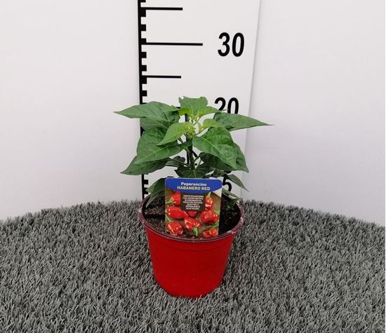 Immagine di PEPERONCINO PICCA. HABANERO RED V.14 CM