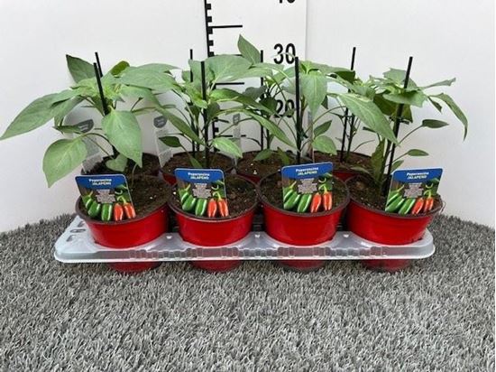 Immagine di PEPERONCINO PICCA. JALAPENO V.14 CM