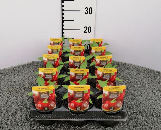 Immagine di PEPERONE CALABRESE TOPEPO F1 V.10 CM