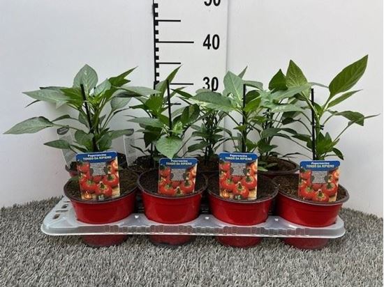 Immagine di PEPERONCINO PICCA. TONDO DA RIPIENO V.14 CM