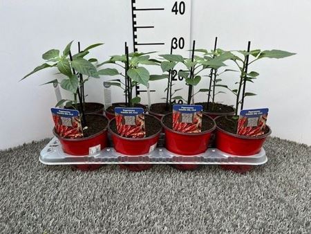 Immagine di PEPERONCINO PICCA. VIAGRA DEL CILE V.14 CM