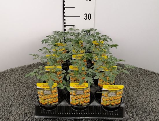 Immagine di POMODORO CILIEGINO GIALLO F1 V.10 CM