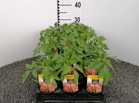 Immagine di POMODORO ROSAMUNDA F1 V.10 CM