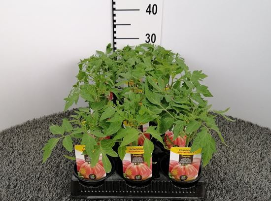 Immagine di POMODORO ROSAMUNDA F1 V.10 CM