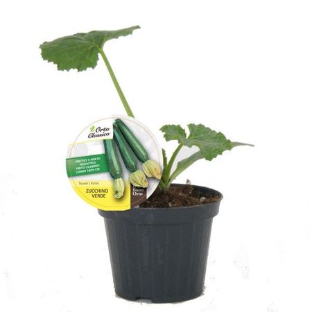 Immagine di ZUCCHINO VERDE F1 V.10 CM