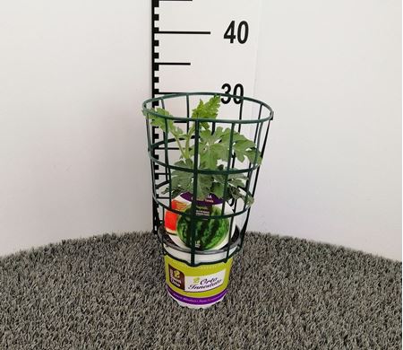 Immagine di ANGURIA INN. TONDA V.14 CM