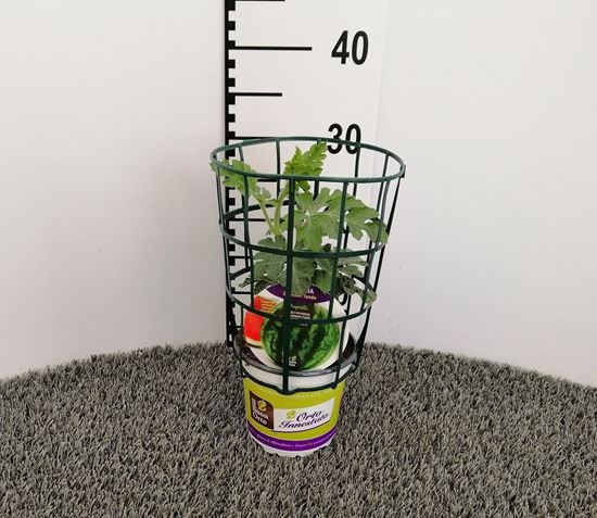 Immagine di ANGURIA INN. TONDA V.14 CM