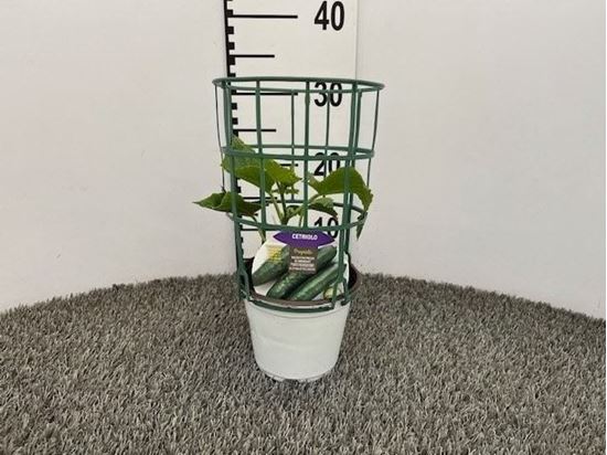 Immagine di CETRIOLO INN. V.14 CM