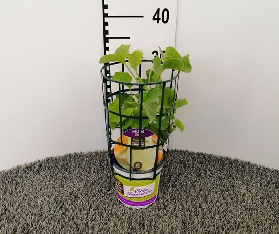 Immagine di MELONE INN. LISCIO V.14 CM