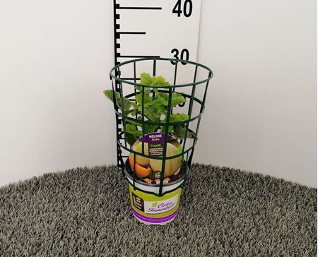 Immagine di MELONE INN. RETATO V.14 CM