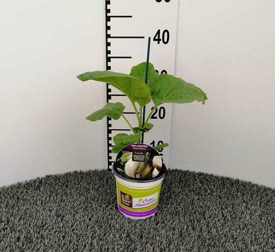 Immagine di MELANZANA INN. TONDA BIANCA V.14 CM