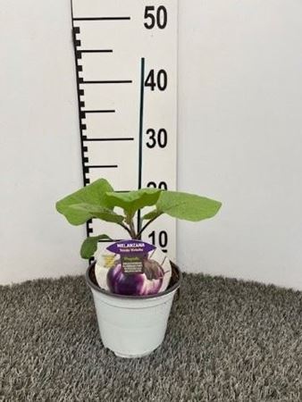 Immagine di MELANZANA INN. TONDA VIOLETTA V.14 CM