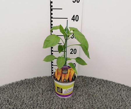 Immagine di PEPERONE INN. CORNO GIALLO V.14 CM