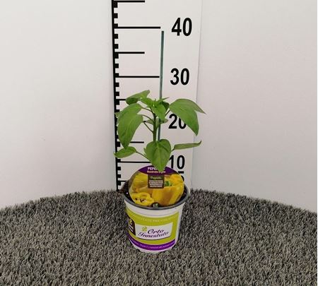 Immagine di PEPERONE INN. GIALLO V.14 CM
