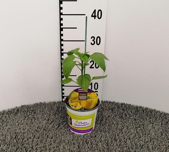 Immagine di PEPERONE INN. GIALLO V.14 CM