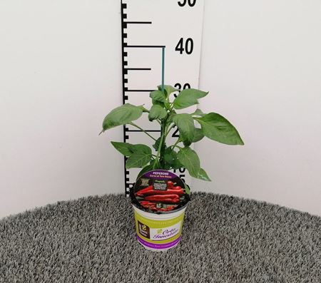 Immagine di PEPERONE INN. ROSSO V.14 CM