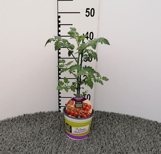 Immagine di POMODORO INN. CILIEGINO V.14 CM
