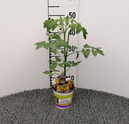 Immagine di POMODORO INN. COSTOLUTO MARMANDE V.14 CM