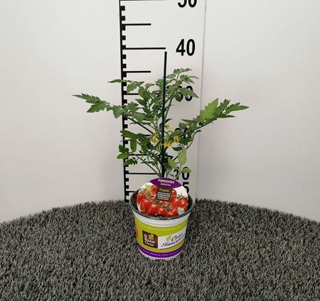 Immagine di POMODORO INN. DATTERINO V.14 CM